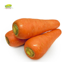 Chinese Organic Fresh Cheap Carrots